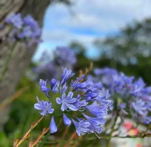 Сasa de vacaciones Bolboreta 4 *