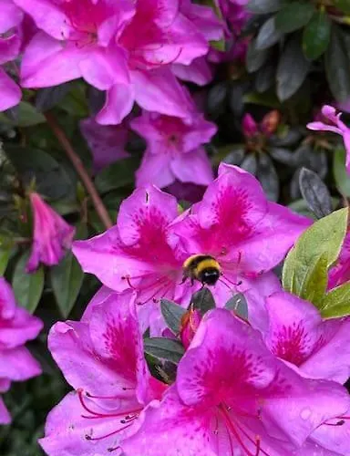 Bolboreta 4 Сasa de vacaciones Cervo (A Coruna)